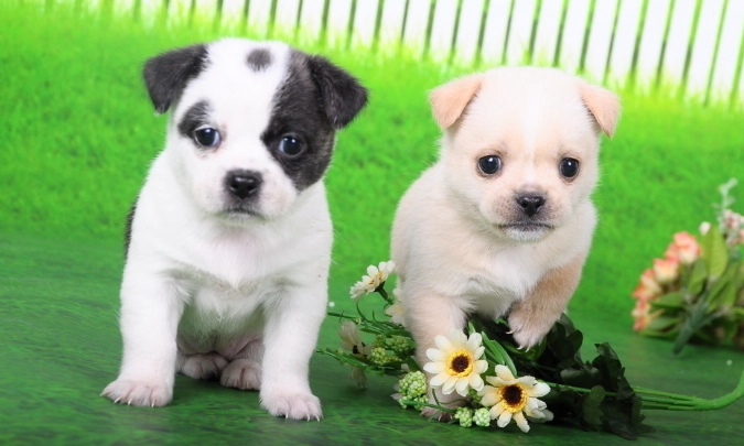 狗狗脾臟腫瘤良性