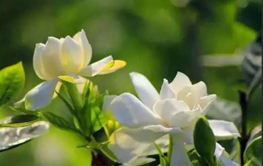 梔子花种植方法 梔子花种植方法