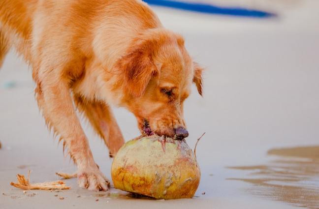 狗椰子水風險 狗椰子水風險