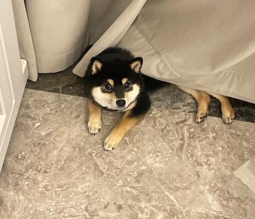 柴犬撫摸技巧 柴犬撫摸技巧