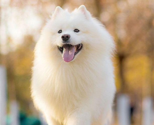 椰奶對狗狗的影響 椰奶對狗狗的影響