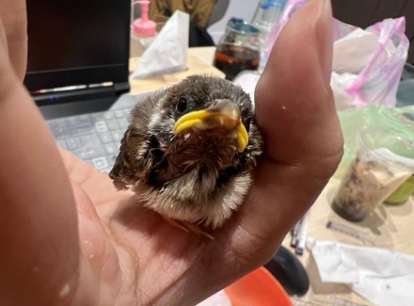 麻雀象徵意義 麻雀象徵意義