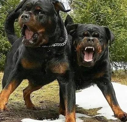 羅威納幼犬購買 羅威納幼犬購買