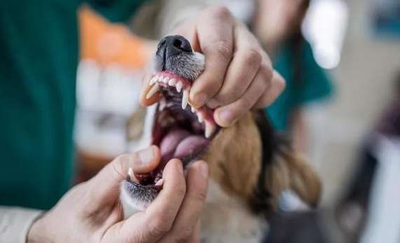 狗咬後心理創傷 狗咬後心理創傷