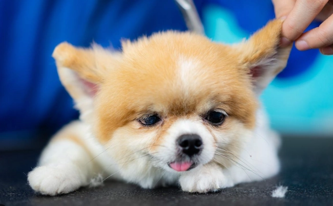 狗狗感冒吃什么药