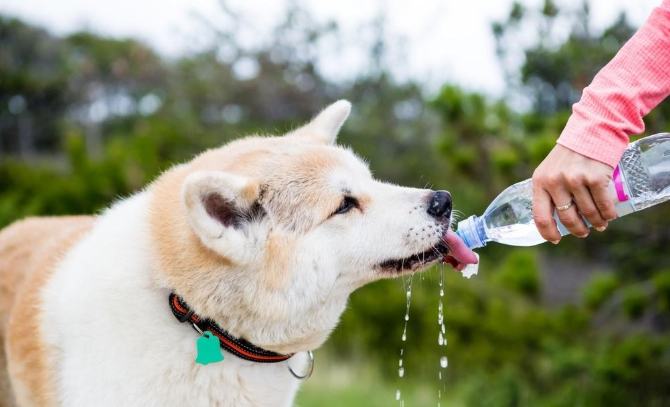 狗狗一直喝水 狗狗一直喝水
