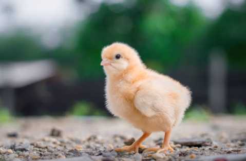 鸟类过冬行为 鸟类过冬行为