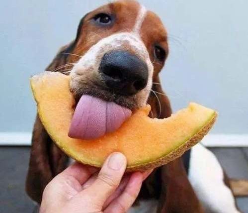 狗食蜜瓜
