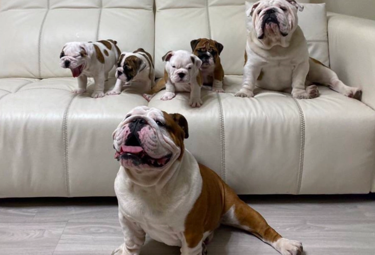 法鬥鼻孔手術費用全解析｜價格因素、恢復過程與省錢秘訣