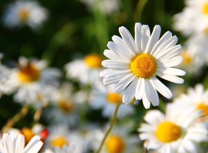 小雛菊花瓣護理方法 小雛菊花瓣護理方法