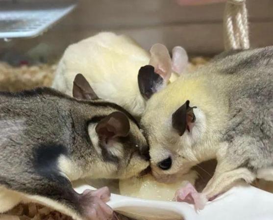 蜜袋鼯健康食譜 蜜袋鼯健康食譜