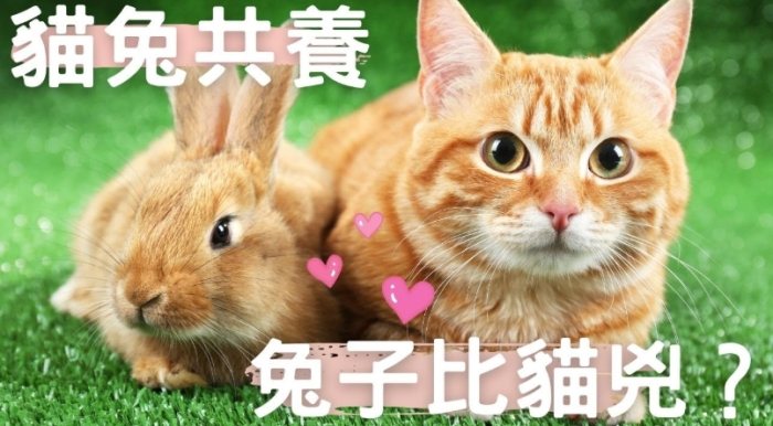 貓兔飼養技巧