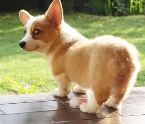 柯基斷尾 柯基斷尾