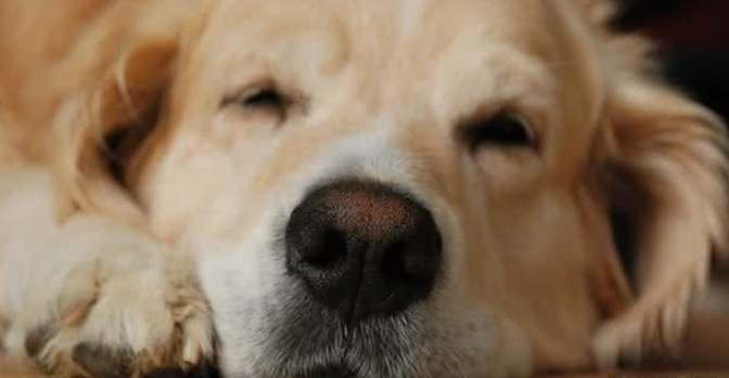 狗嘔吐咖啡色原因 狗嘔吐咖啡色原因