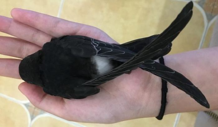 撿到燕子怎麼辦