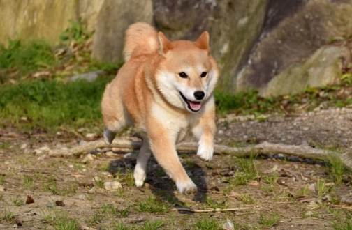 柴犬不喜歡的表現