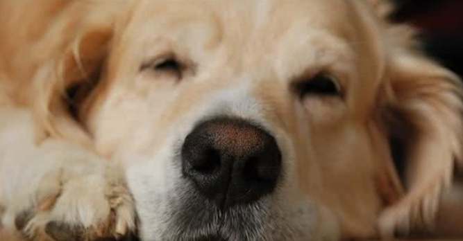 狗嘔吐咖啡色原因 狗嘔吐咖啡色原因