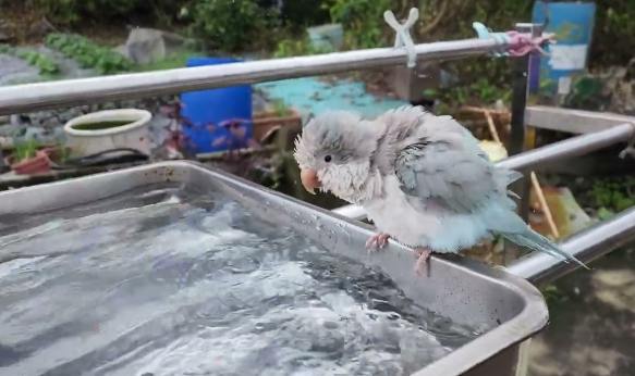 鸚鵡洗澡訓練 鸚鵡洗澡訓練