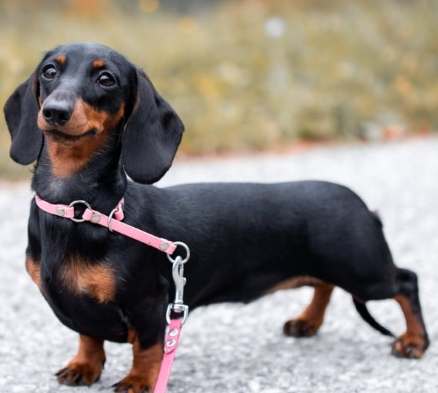 臘腸狗性格 臘腸狗性格