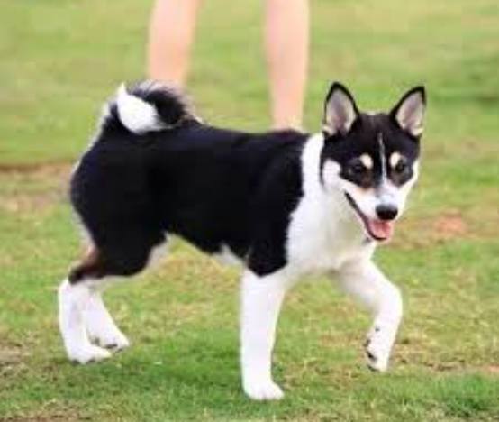 黑柴毛色照顧 黑柴毛色照顧