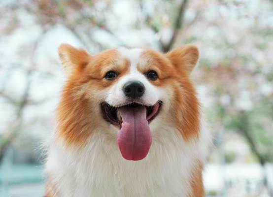 狗狗呼吸急促 狗狗呼吸急促