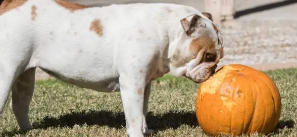 南瓜皮對狗的好處