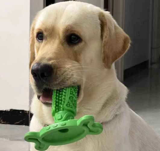 拉布拉多照顧 拉布拉多照顧