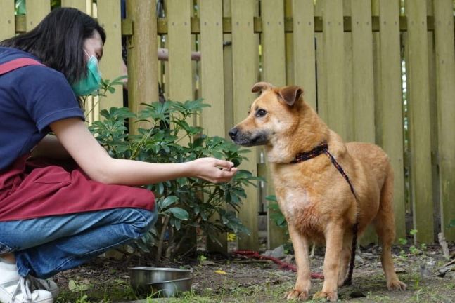 建立狗狗信任 建立狗狗信任