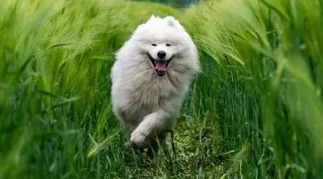 寵物馬鈴薯飲食指南 寵物馬鈴薯飲食指南