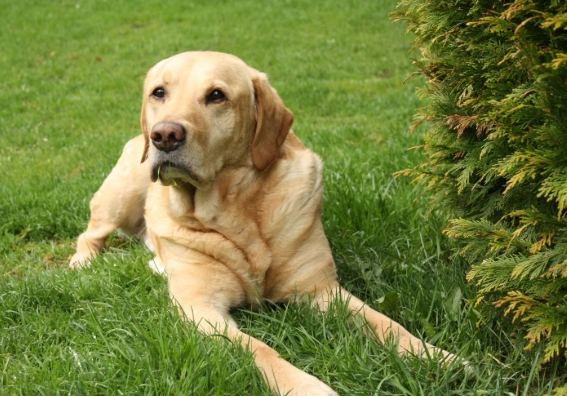 拉布拉多犬領養流程 拉布拉多犬領養流程