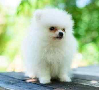 小型犬飼養 小型犬飼養