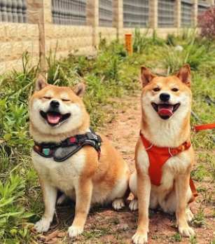 狗狗腎病治療 狗狗腎病治療