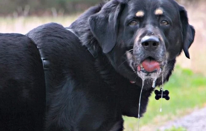 狗狗不停流口水