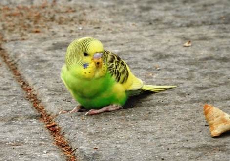 虎皮鸚鵡蛋孵化 虎皮鸚鵡蛋孵化