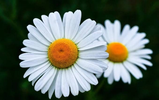 白色小雛菊花語