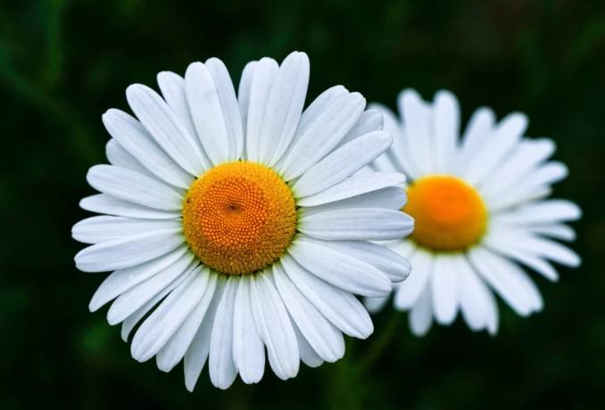 小雛菊花語意思 小雛菊花語意思