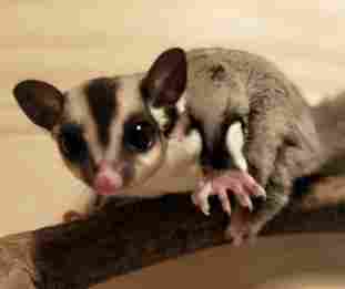 蜜袋鼯飼養 蜜袋鼯飼養