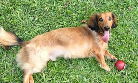 臘腸狗配種 臘腸狗配種