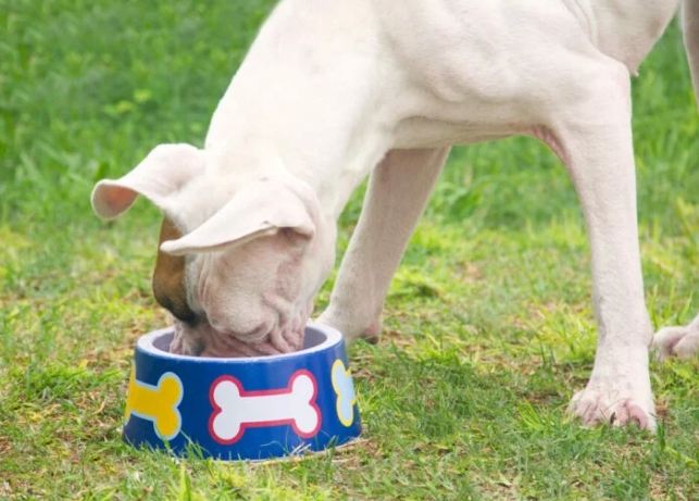 狗粥食譜 狗粥食譜