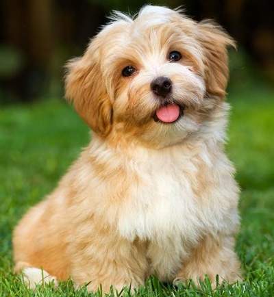 小型犬飼養 小型犬飼養