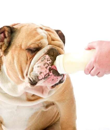 狗狗可以喝羊奶嗎