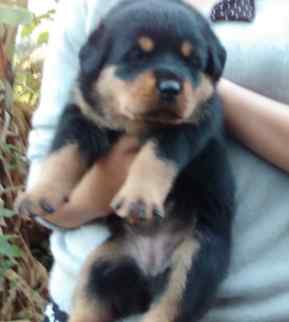 羅威納犬飼養成本 羅威納犬飼養成本