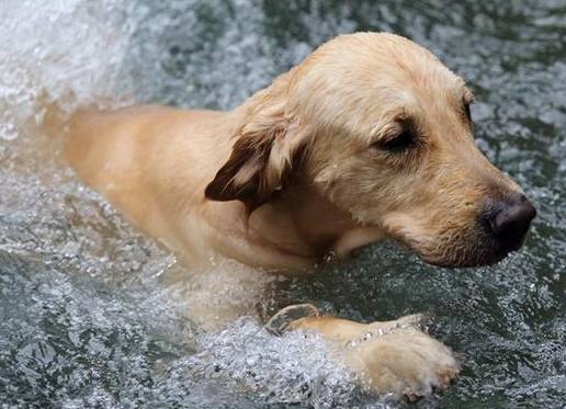 寵物腸胃問題 寵物腸胃問題