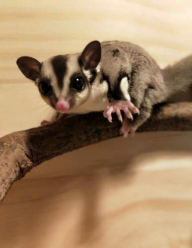 蜜袋鼯漏尿全解析：原因、症狀與實用解決方案