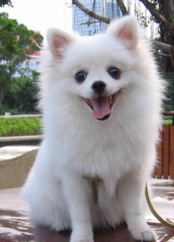 博美犬壽命 博美犬壽命