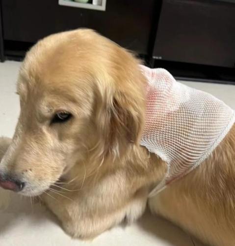 狗狗癌症治療 狗狗癌症治療