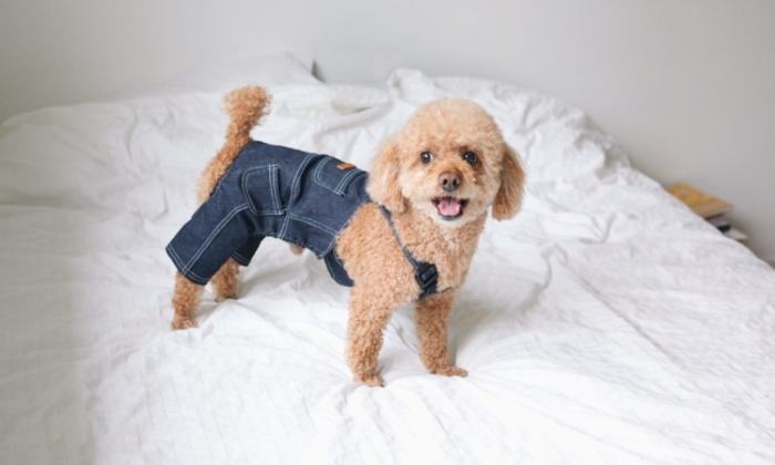 狗氣管疾病治療 狗氣管疾病治療