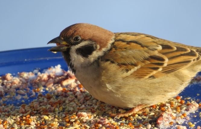 小鳥可以吃米嗎