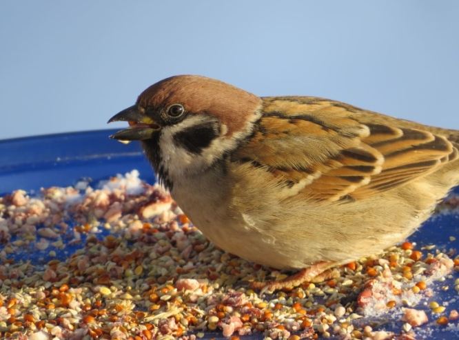 小鳥可以吃米嗎？鳥類飲食安全全攻略與專家建議