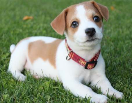 狗後腳無力護理 狗後腳無力護理